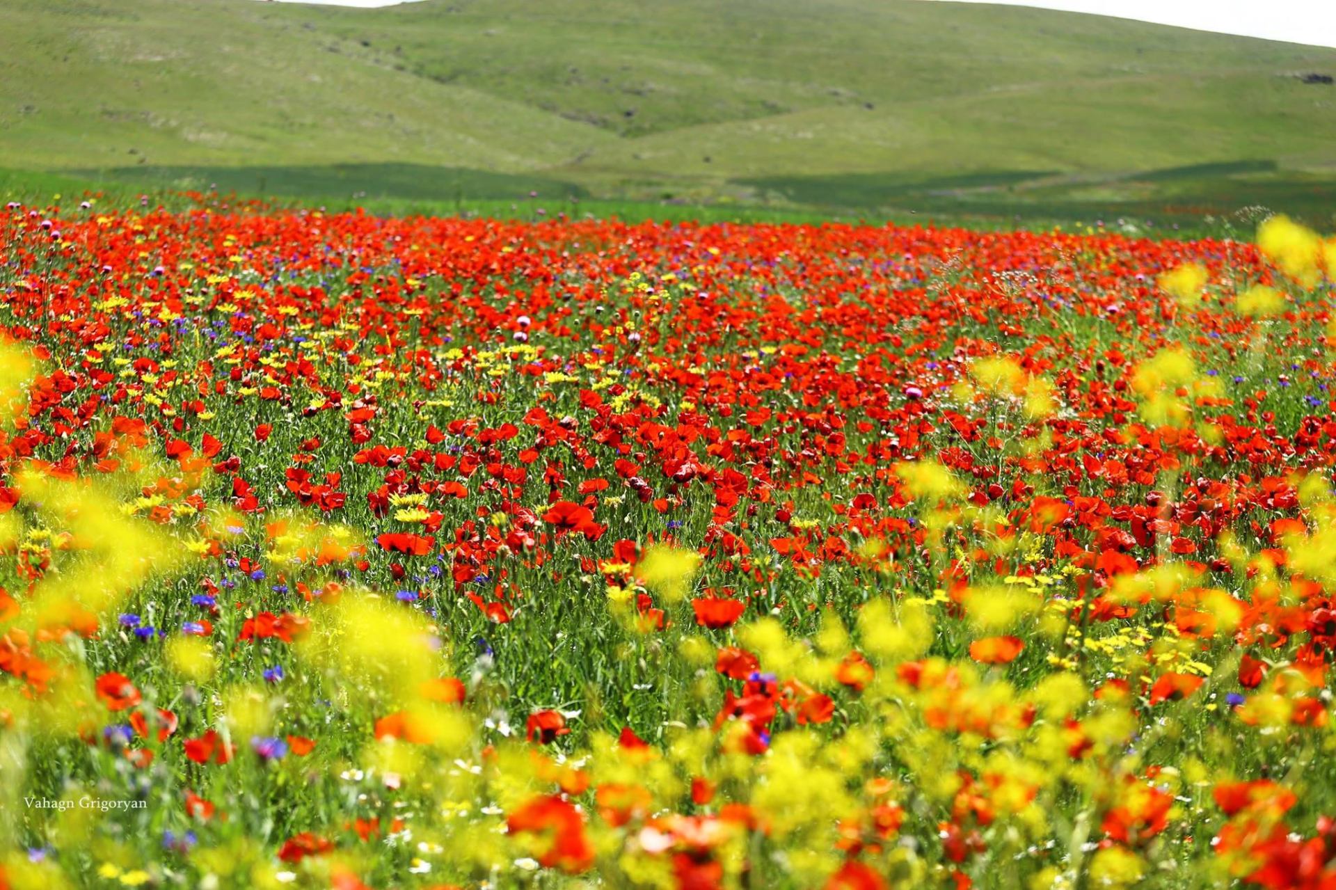 Fields of wild poppies near Yeraskh in May